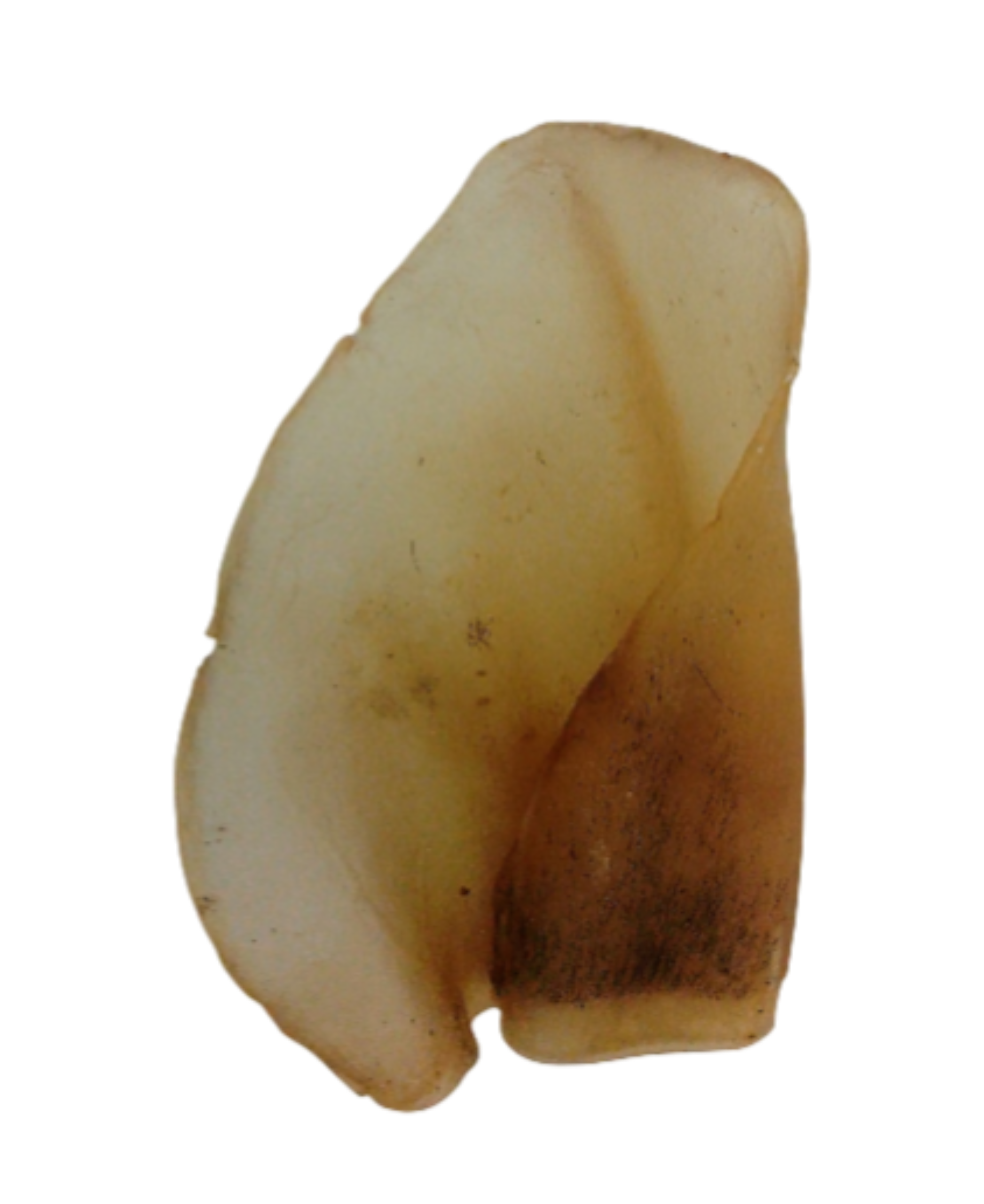 Oreja de ternera- 1 und