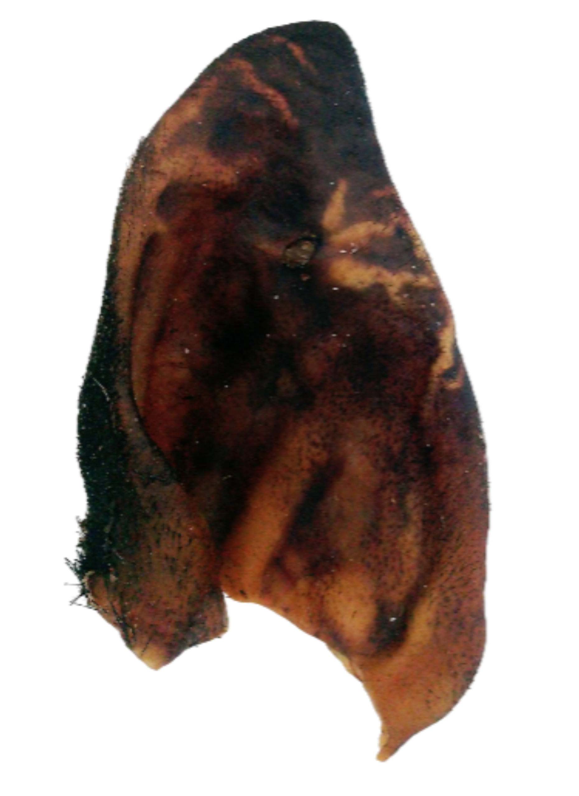 Oreja de cerdo- 1 und