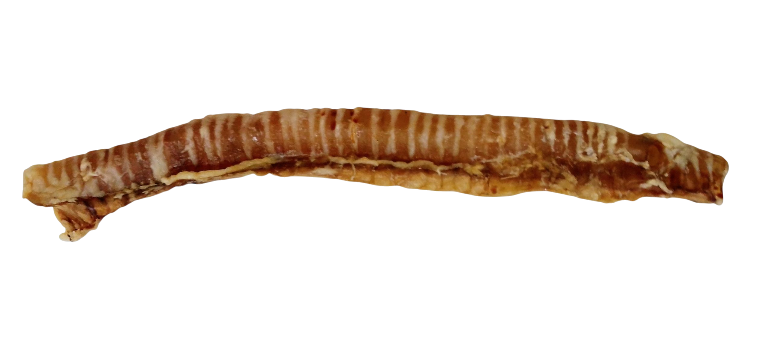 Tráquea entera de ternera 35–40 cm - 1 und
